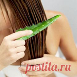 Алоэ для волос: рецепты с алоэ