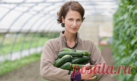 Кабачки особого назначения 
Кабачки! Какими они только не бывают... Круглые, цилиндрические, эллиптические, овальные - по форме. Белые, желтые, зеленые, полосатые - по цвету. Гладкие, в сеточку, ребристые, кустовые - по виду. Д…