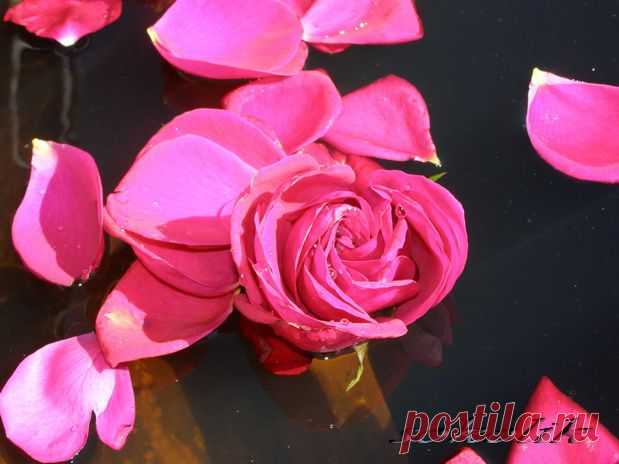 увядшая роза