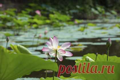 Фотограф из Волгограда заснял редкие кадры цветения лотосов. Цветение лотосов под Волгоградом попало в объектив фотографа. «Нежной красотой» цветов, занесенных в Красную книгу, поделился фотокорреспондент «Городских вестей» Олег Димитров. Он сделал несколько редких кадров по приезде в Волго-Ахтубинскую пойму. Россиянин заснял лягушку, усевшуюся в капле воды на середине листа.