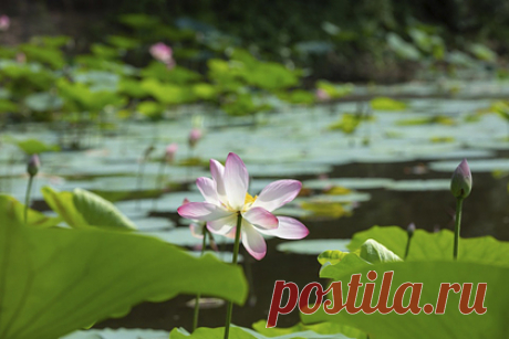 Фотограф из Волгограда заснял редкие кадры цветения лотосов. Цветение лотосов под Волгоградом попало в объектив фотографа. «Нежной красотой» цветов, занесенных в Красную книгу, поделился фотокорреспондент «Городских вестей» Олег Димитров. Он сделал несколько редких кадров по приезде в Волго-Ахтубинскую пойму. Россиянин заснял лягушку, усевшуюся в капле воды на середине листа.