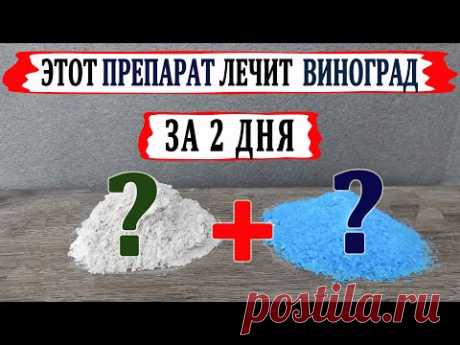 🍇 Этот ФУНГИЦИД  ВЫЛЕЧИТ Ваш ВИНОГРАД за двое суток. Как правильно изготовить бордоскую жидкость.