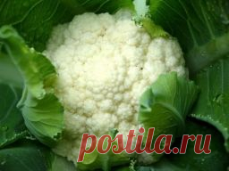 Цветная капуста: секреты успешного выращивания - Садоводка