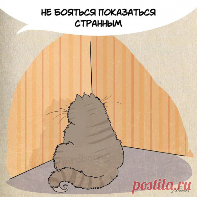 Чему можно поучится у Котэ | Позитив в картинках и не только