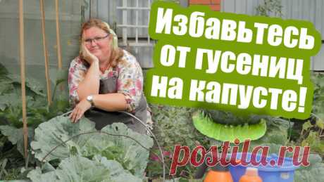Гусеницы на капусте больше не появятся! | Антонов сад - дача и огород | Дзен