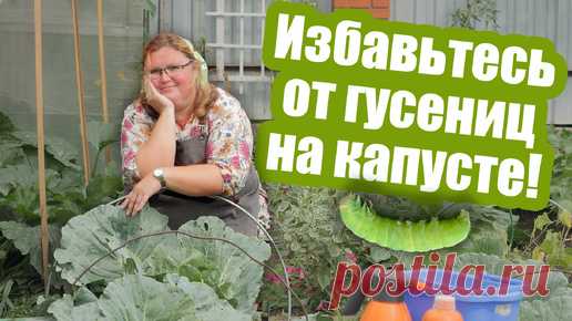 Гусеницы на капусте больше не появятся! | Антонов сад - дача и огород | Дзен