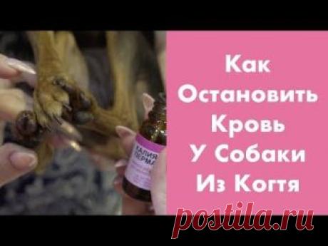 Как остановить кровотечение у собаки, если оно внутреннее, желудочное, из матки, ногтя, носа