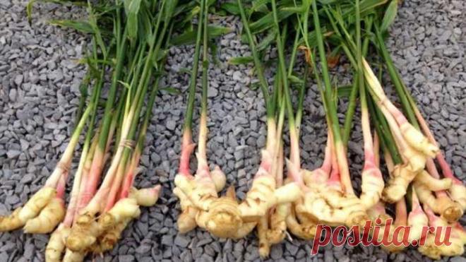 Имбирь, выращивание дома. Корень имбиря, фото. Растение имбирь — Сад Заготовка