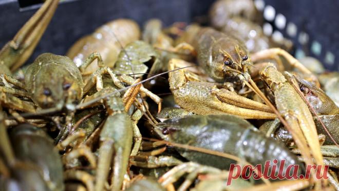 В Волгограде курьер не удержался и украл 4 кг раков, которых вез клиенту. В Волгограде возбуждено уголовное дело в отношении 20-летнего курьера службы доставки, который похитил оплаченный клиентом заказ. Об этом сообщает областное управление МВД. Курьер должен был отвезти клиенту 4 кг раков, но решил оставить ...