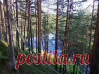 Интересно о лесных растениях! Сколько в лесу растений - деревьев, кустарников, трав! И как мало мы знаем о них! Да мы просто большую часть не знаем "в лицо"... Травка. Кустик. Хотите узнать немного больше? Заходите.