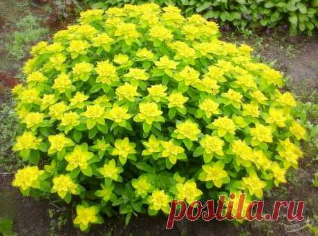 Молочай многоцветный (Euphorbia epithymoides) - описание сорта, фото, саженцы, посадка, особенности ухода. Дачная энциклопедия.