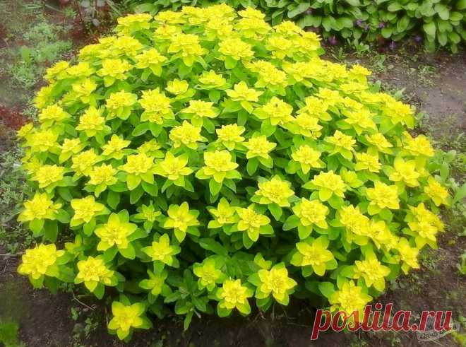 Молочай многоцветный (Euphorbia epithymoides) - описание сорта, фото, саженцы, посадка, особенности ухода. Дачная энциклопедия.