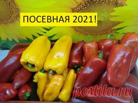 Дату первых посевов перца и томатов 2021 года  определила! Ольга Чернова.