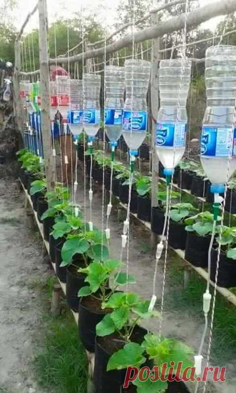 (288) when nurse's garden they do a gtt irrigation *source is the urban farm and garden* | Cultivo de frutas y verduras