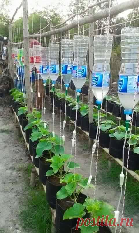 (288) when nurse's garden they do a gtt irrigation *source is the urban farm and garden* | Cultivo de frutas y verduras