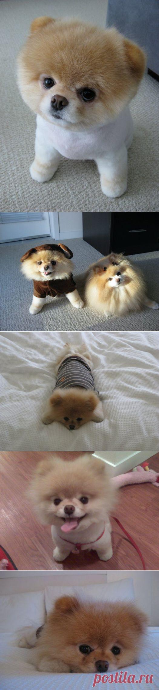 Померанский шпиц Бу - самая популярная собака Фейсбука