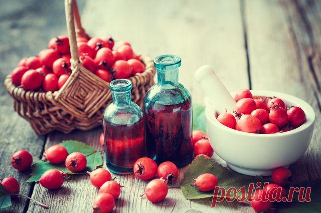 Заготавливаем на зиму боярышник