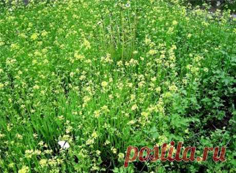 Сидераты осенью: дешево и результативно