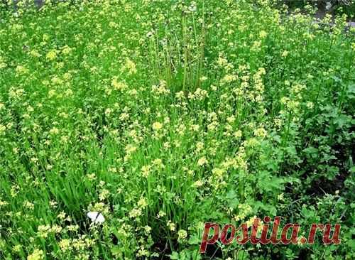 Сидераты осенью: дешево и результативно