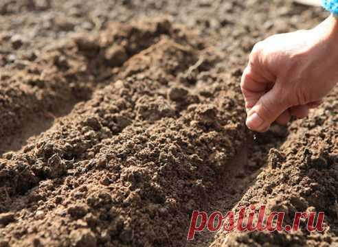 Однолетники: посев под зиму на Supersadovnik.ru