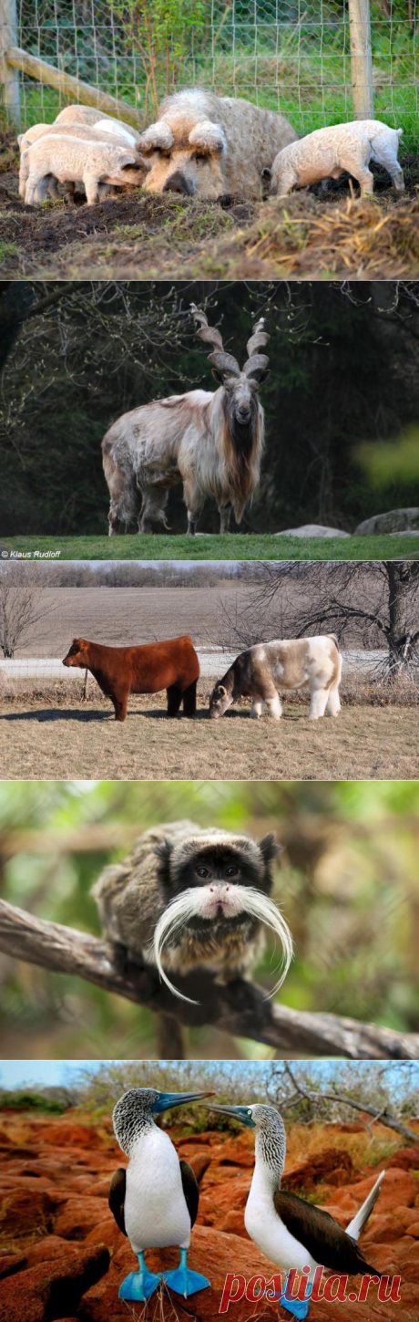 10 уникальных животных, в существование которых трудно поверить (11 фото)