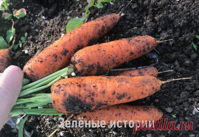 Верный признак: когда убирать морковь с грядки, чтобы за зиму при хранении ни одной не испортилось
Пора убирать морковь или еще немного подождать? Этот вопрос ежегодно мучает не только начинающих, но и опытных огородников. У меня за время моего огородничества выработался определённый подход к этому вопросу. Я убираю корнеплоды тогда, когда появляется один характерный признак их зрелости. Сегодня...
Читай дальше на сайте. Жми подробнее ➡