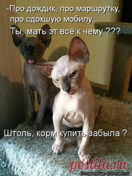 Ни дня без улыбки. Кошка и дрессировка – это просто...