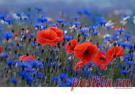 Лечение алое