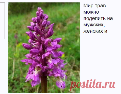 Ятрышник: лечебные свойства и противопоказания | применение ятрышника - Onwomen.ru