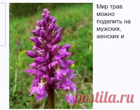 Ятрышник: лечебные свойства и противопоказания | применение ятрышника - Onwomen.ru