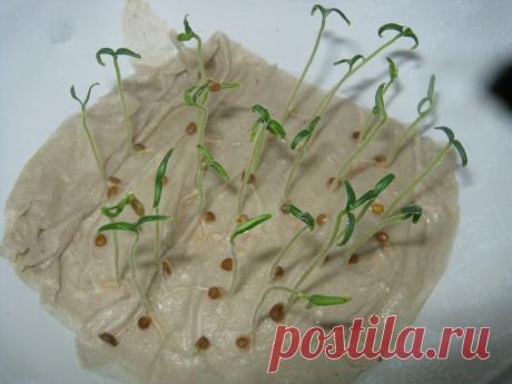 Уже не один год благополучно выхаживаю семена новым способом, даже упрямые прорастают