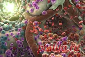 Красота из стволовых клеток | ЭФФЕКТ ПОХУДЕНИЯ Скажи кто-нибудь нашим юным бабушкам лет сорок назад, что с помощью лазера будут удалять нежелательные заросли на ногах, фотовспышкой – стирать пигментные пятна, а уколами – уничтожать морщины, они бы как минимум сильно удивились. Для нас же все это – если не вчерашний день, то первая половина сегодняшнего. Что может предложить искушенным дивам гигантская индустрия красоты в меню на завтра?