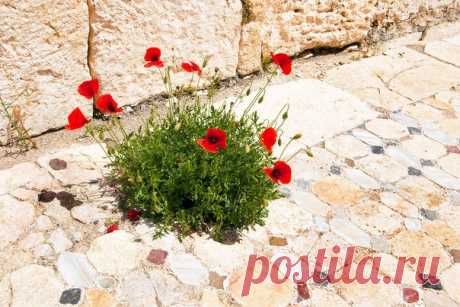 Пробился дикий партизан, маковый куст, сквозь плитку.