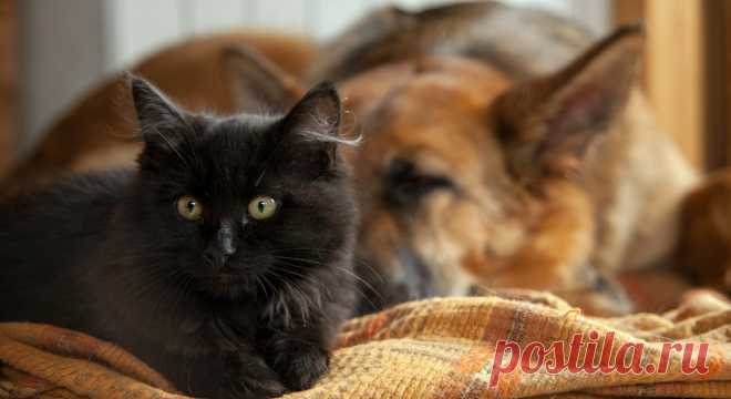 Родненький папа Котя &raquo; Женский Мир