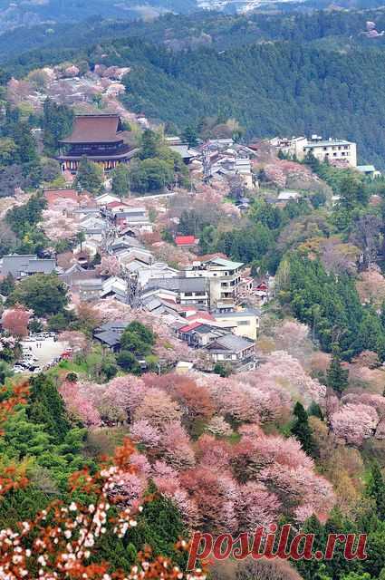 Sakura Cherry Blossom Japon   |  Pinterest