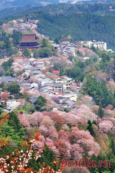 Sakura Cherry Blossom Japon | Pinterest
