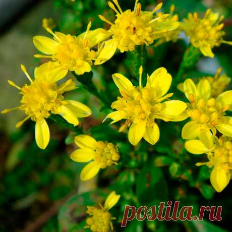 Лекарственное растение Золотарник - золотая розга (Soilidago virgaurea). Многолетнее прямостоячее растение высотой 20-80 см. Подвид, произрастающий в Альпах, достигает высоты всего 5-25 см. Ветви прутовидные, с удлиненными эллиптическими, переходящими в крылатый черенок, зубчатыми листьями. Верхние листья уже. Золотисто-желтые &quot;цветки&quot;, состоящие из внутренних трубчатых и наружных, значительно более длинных, язычковых цветков, представляют собой соцветия-корзинки шириной 1-1,5 см.