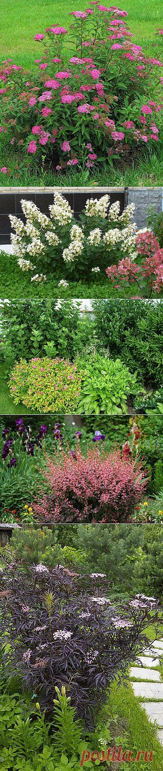 Обрезка декоративных кустарников и деревьев