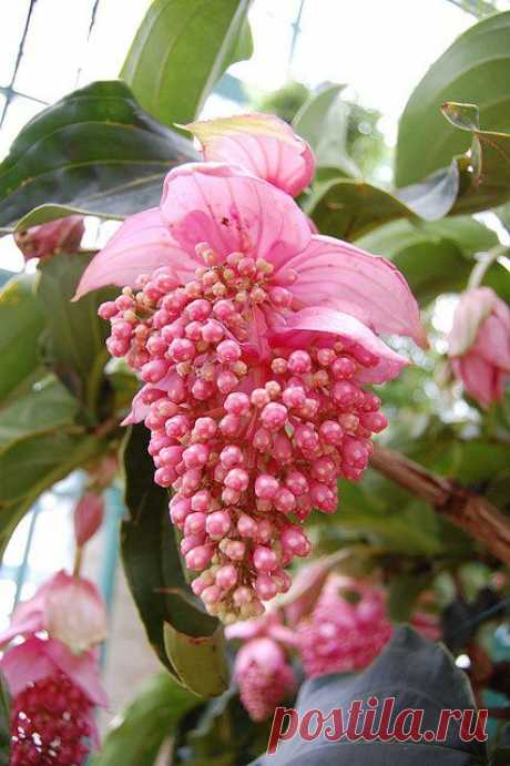 Medilla magnifica.