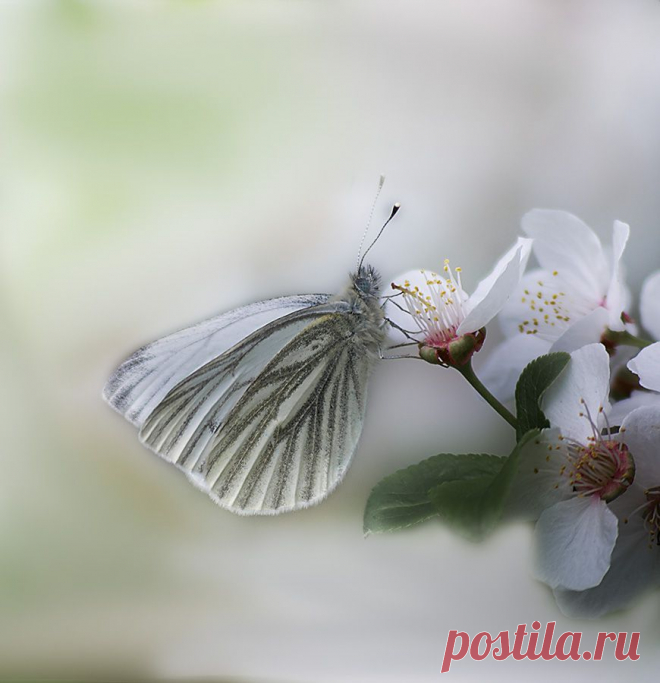 asteryx :: Бабочка с трубочкой для нектара :: Макро :: Галерея :: Клуб Foto.ru