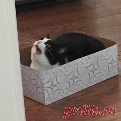 17 комичных котиков, которые своим глупым поведением огорчают богиню Баст