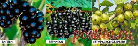 5 ошибок при выращивании смородины, которые лишают вас урожая