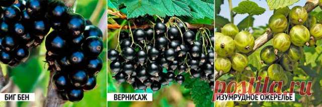 5 ошибок при выращивании смородины, которые лишают вас урожая