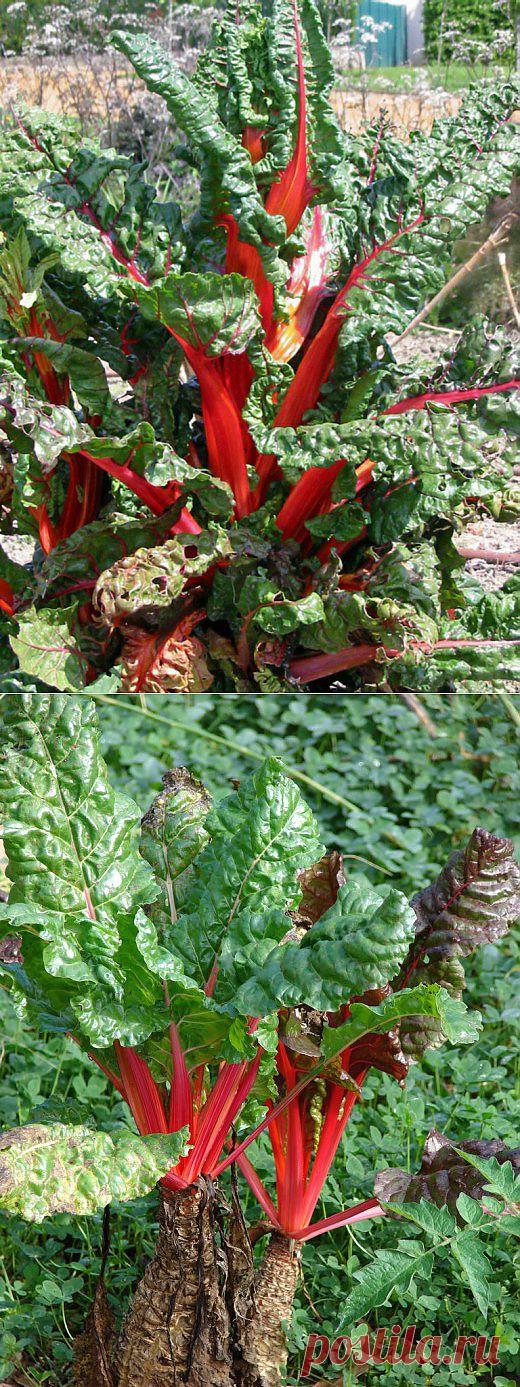 Ботаничка.ru | Мангольд. Уход, выращивание, размножение. Фото.