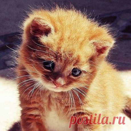 РЫЖИК - МАЛЯВКА.
