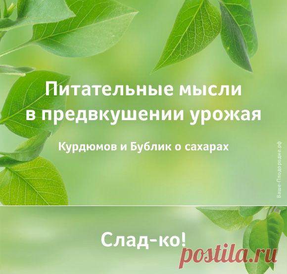 Питательные мысли в предвкушении урожая — Ваше Плодородие