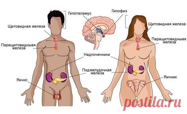 Про гормоны. Оказывается у гормонов тоже есть 