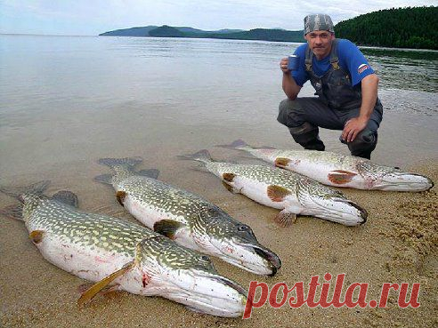 Вот это улов:)
Сергей Шиловский