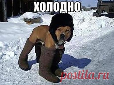 Заботливый хозяин - и валенки и шапку для собаки предусмотрел!:)