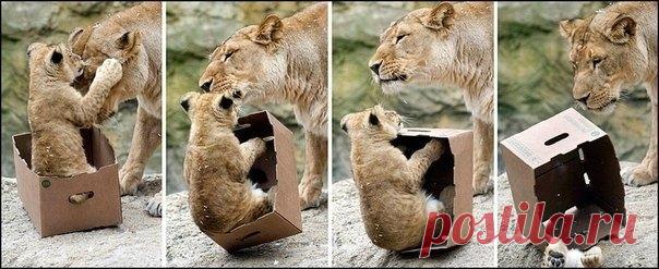 Большие котики тоже любят коробки